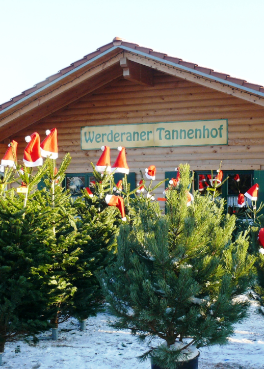 Ein Gebäude mit einem auffälligen Schild, das den Namen Werderaner Tannenhof trägt, umgeben von Weihnachtsbäumen.