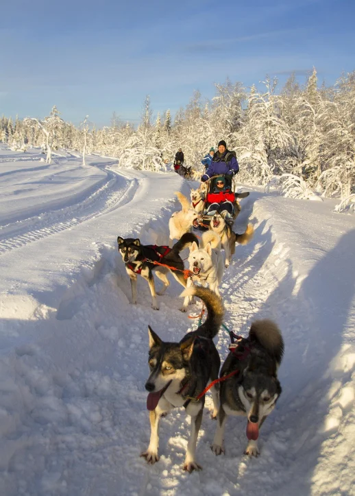 Eine Gruppe von Huskys zieht einen Schlitten durch die verschneite Landschaft Finnlands.