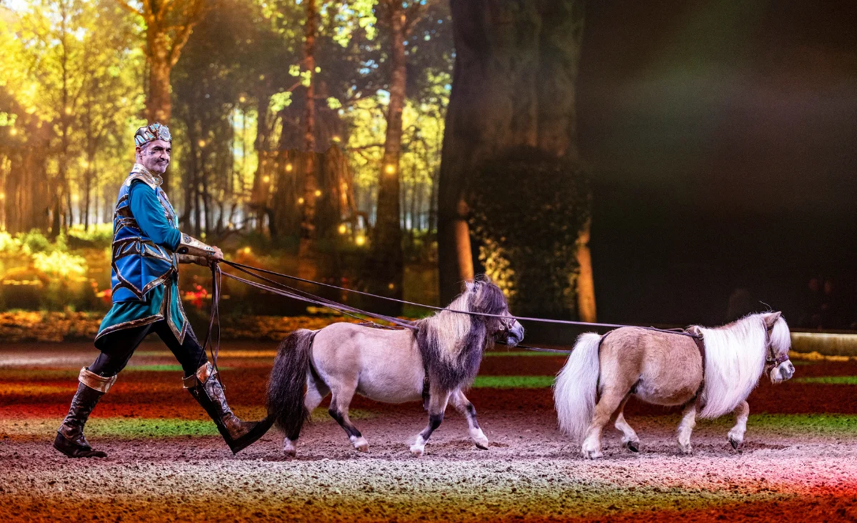 Ein Mann in einem blauen Hemd führt zwei Miniaturpferde auf einem Weg.