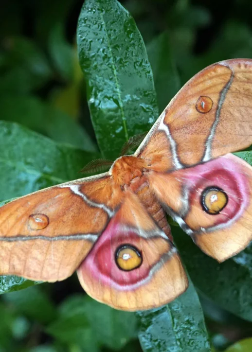 Ein Schmetterling mit auffälligen Augen sitzt auf einem Blatt in der Biosphäre.