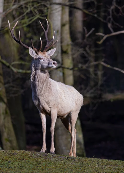 Ein großer Hirsch mit Geweih steht im Park