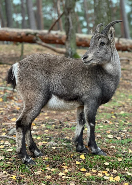 Kinderticket (3-15 Jahre) | Wildtierpark Johannismühle