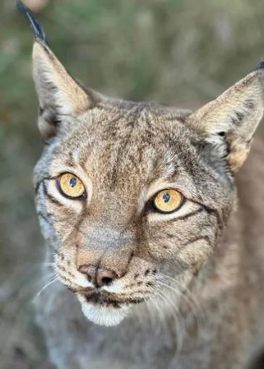 Erwachsenen Ticket | Wildtierpark Johannismühle